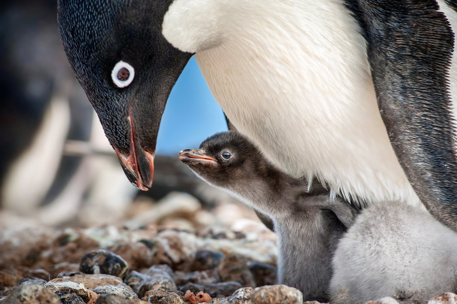 Are you obsessed with Disneynature films? I'm sharing which ages will love Disneynature Penguins and what parents should be aware of!