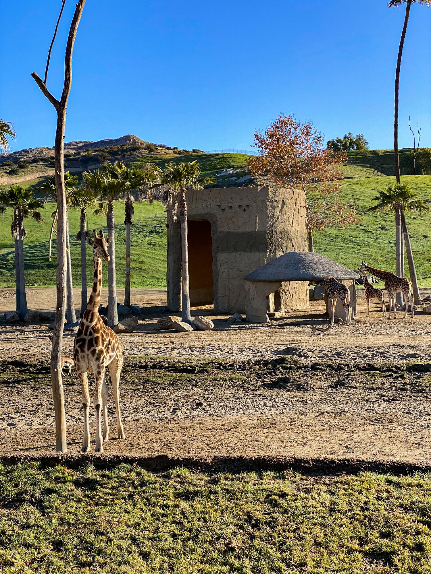 san diego safari roar and snore